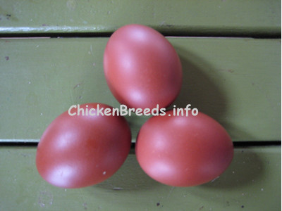 Black Copper Marans Eggs