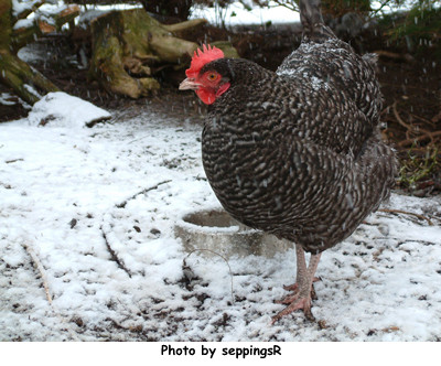 Cuckoo Maran Hen