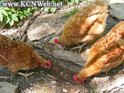 Golden Comets hens eating bugs
