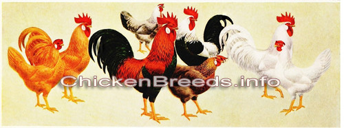 Leghorn chickens : Single Comb Buff Leghorns, Single Comb Brown Leghorns, Silver Duckwing Leghorns, White Leghorns four rooster and hen pairs of leghorn chickens in different colours