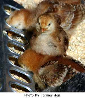 Rhode Island Red Chicks rhode island red chicks