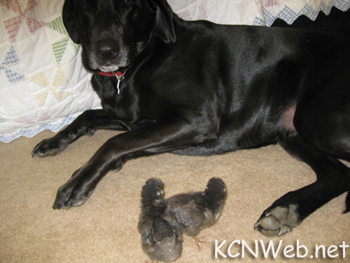 Silver Laced Wyandotte chicks with brood dog