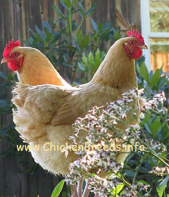 Buff Orpingtons in the shape of a heart. buff orpington chickens