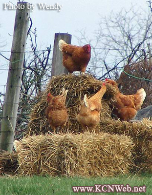 Golden Comet Hens